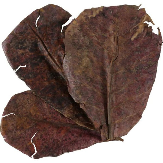 Catappa leaves x14 de Zolux - Produit pour animaux dans Sujets pour aquarium