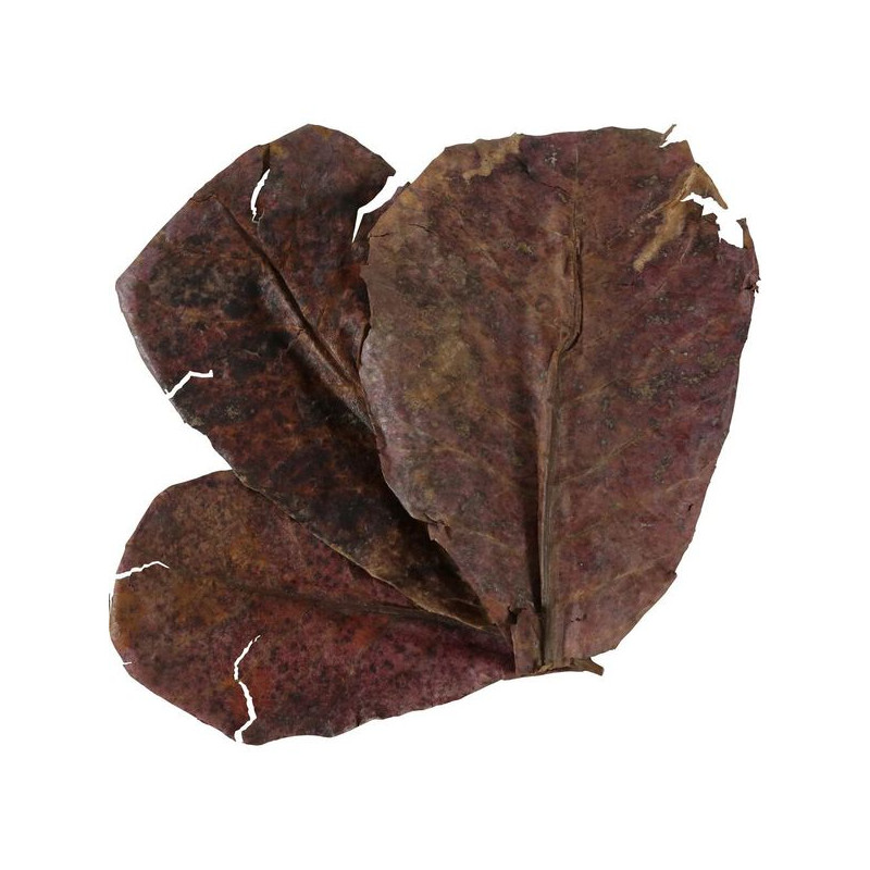 Catappa leaves x14 de Zolux - Produit pour animaux dans Sujets pour aquarium