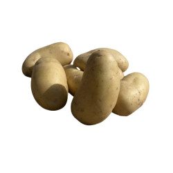 MINETTE BIO 25/40 25 PLANTS de Bernard - pomme de terre  dans sachets de 25 plants de pomme de terre