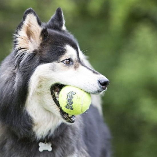 Kong squeakair balls 6-pack m - 6.4x6.4x6.4cm de Jouet KONG pour chien dans Jouets pour chiens