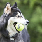 Kong squeakair balls 6-pack m - 6.4x6.4x6.4cm de Jouet KONG pour chien dans Jouets pour chiens