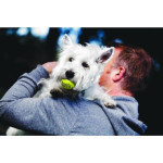 Kong squeakair balls 6-pack m - 6.4x6.4x6.4cm de Jouet KONG pour chien dans Jouets pour chiens