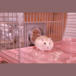 Cage panas colour 60 rose de Zolux - Produit pour animaux dans Cages pour rongeurs