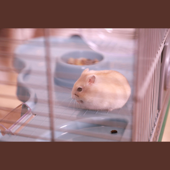 Cage panas colour 60 bleu de Zolux - Produit pour animaux dans Cages pour rongeurs