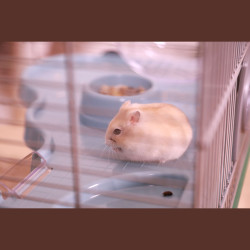 Cage panas colour 60 bleu de Zolux - Produit pour animaux dans Cages pour rongeurs