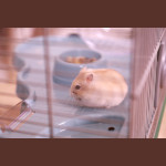 Cage panas colour 60 bleu de Zolux - Produit pour animaux dans Cages pour rongeurs