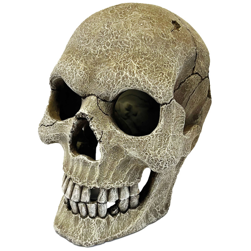 Repto deco human skull xl de Habistat, le matériel pour les reptiles dans Cachette pour reptiles