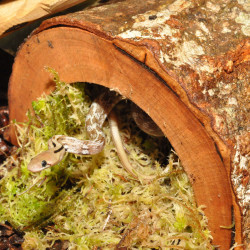 Forest hideout extra large de Habistat, le matériel pour les reptiles dans Cachette pour reptiles