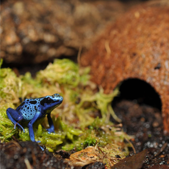 Coconut cave de Habistat, le matériel pour les reptiles dans Cachette pour reptiles