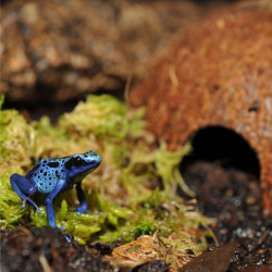 Coconut cave de Habistat, le matériel pour les reptiles dans Cachette pour reptiles