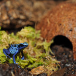 Coconut cave de Habistat, le matériel pour les reptiles dans Cachette pour reptiles