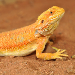 Bearded dragon bedding 5 kg de Habistat, le matériel pour les reptiles dans Substrat de sol pour reptiles