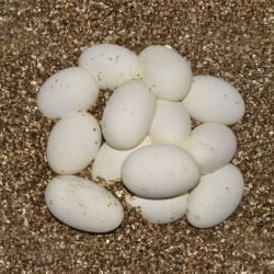 Vermiculite fin 5 litres de Habistat, le matériel pour les reptiles dans Substrat de sol pour reptiles