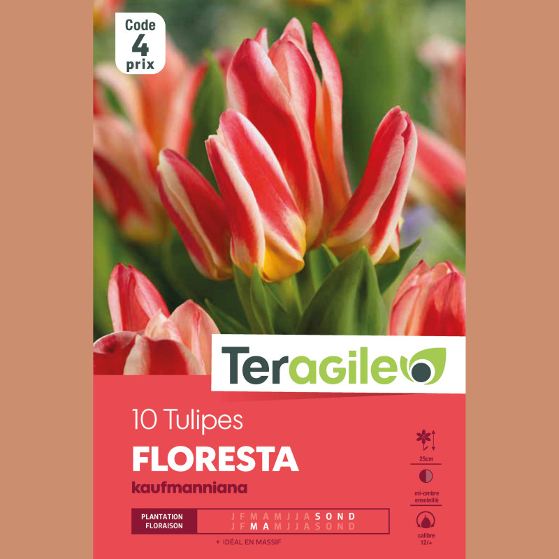 Bulbes tulipe floresta x10 - 12/+ de Teragile - produits pour le jardin dans Tulipe en bulbes