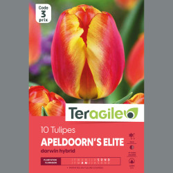 Bulbes tulipe apeldoorn elite x10 - 12/+ de Teragile - produits pour le jardin dans Tulipe en bulbes