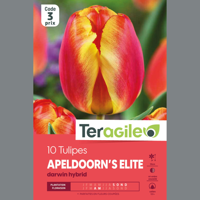 Mélange De 200 Bulbes à Fleurs De Printemps - Tulipes, Jonquilles, Jacinthes, Crocus, Etc. - Qualité Néerlandaise, Rustique