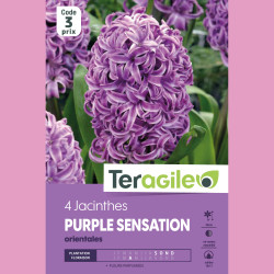 Bulbes jacinthe purple sensation x4 - 16/17 de Teragile - produits pour le jardin dans Jacinthe en bulbes
