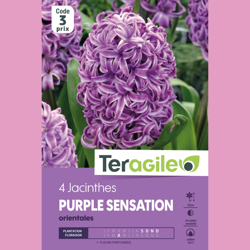 Bulbes jacinthe purple sensation x4 - 16/17 de Teragile - produits pour le jardin dans Jacinthe en bulbes