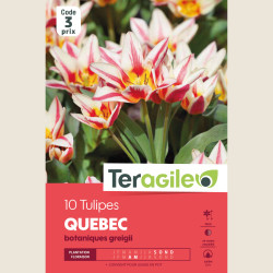 Bulbes tulipe quebec x10 - 12/+ de Teragile - produits pour le jardin dans Tulipe en bulbes