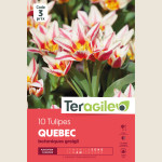 Bulbes tulipe quebec x10 - 12/+ de Teragile - produits pour le jardin dans Tulipe en bulbes