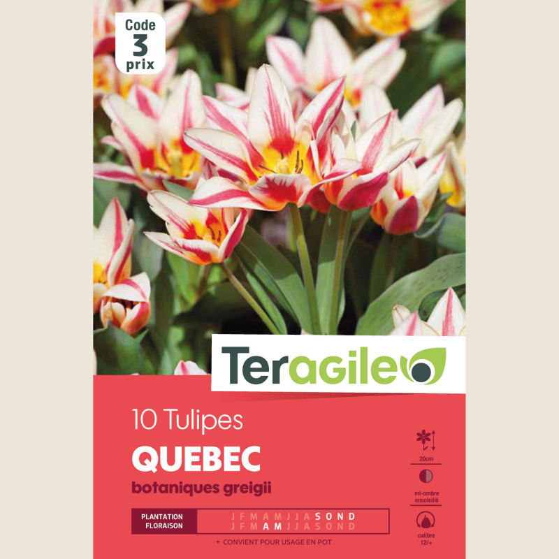 Bulbes tulipe quebec x10 - 12/+ de Teragile - produits pour le jardin dans Tulipe en bulbes