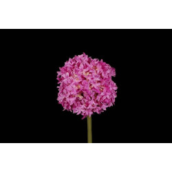Tige allium 79cm fuchsia de Jardinerie Bordeaux Libourne Gironde dans Plantes artificielles