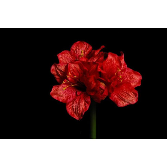 Tige amarillys 90cm rouge de Jardinerie Bordeaux Libourne Gironde dans Plantes artificielles