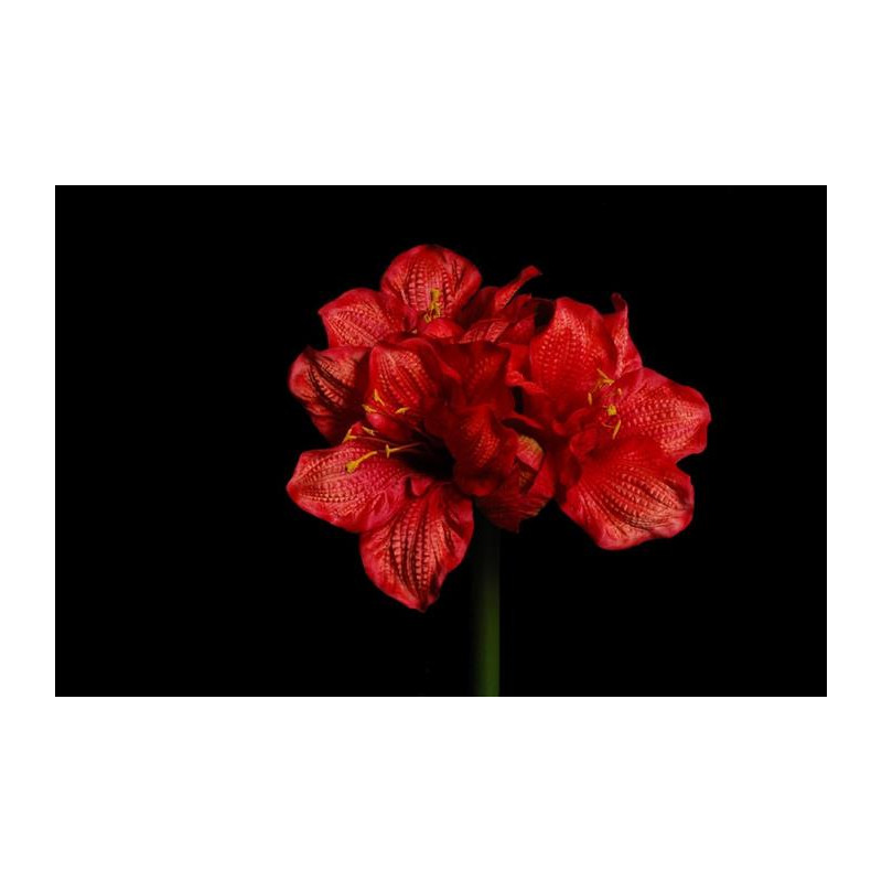 Tige amarillys 90cm rouge de Jardinerie Bordeaux Libourne Gironde dans Plantes artificielles