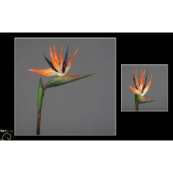 Tige strelitzia 86cm orange de Jardinerie Bordeaux Libourne Gironde dans Plantes artificielles