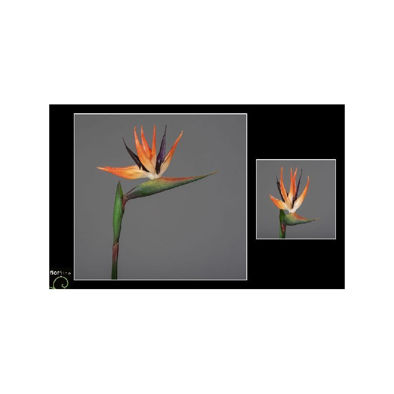 Tige strelitzia 86cm orange de Jardinerie Bordeaux Libourne Gironde dans Plantes artificielles