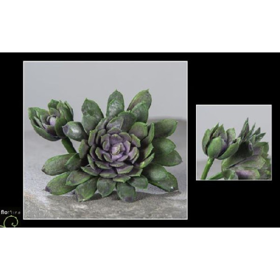 Echeveria 18cm vert/mauve de Jardinerie Bordeaux Libourne Gironde dans Plantes artificielles