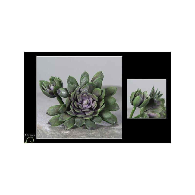 Echeveria 18cm vert/mauve de Jardinerie Bordeaux Libourne Gironde dans Plantes artificielles