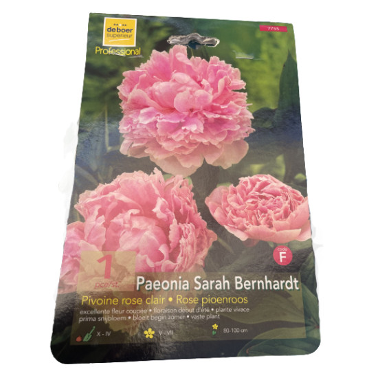 Pivoine sarah bernhardt x1 bulbe à planter de Theo de boer- Bulbes à fleurs dans Pivoine en bulbes