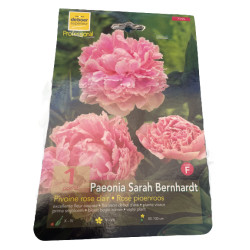 Pivoine sarah bernhardt x1 bulbe à planter de Theo de boer- Bulbes à fleurs dans Pivoine en bulbes