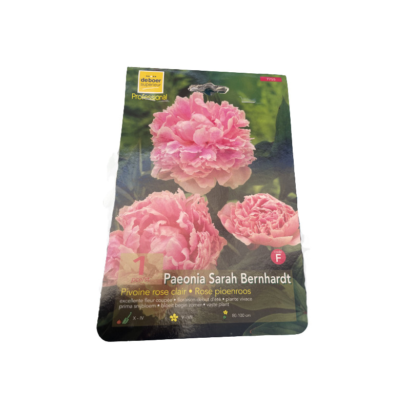 Pivoine sarah bernhardt x1 bulbe à planter de Theo de boer- Bulbes à fleurs dans Pivoine en bulbes