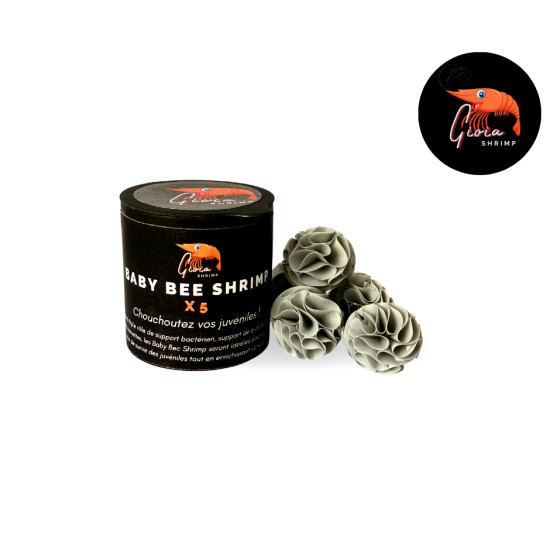Baby bee shrimp x5 pour crevettes d'aquarium de Gioia Shrimp, les lollies dans Alimentation autres poissons