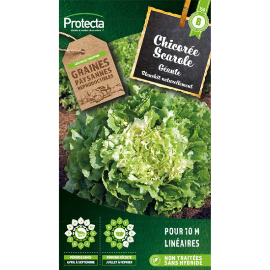 Chicorée scarole géante maraichère - 5g graines de Protecta - Produits dans Graines de Chicoree