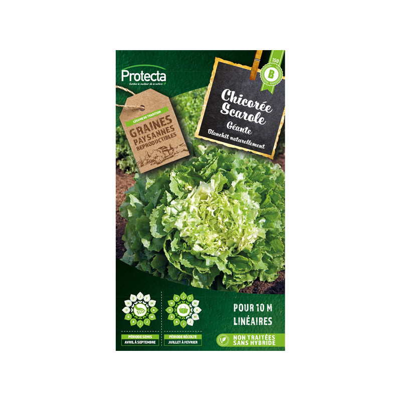 Chicorée scarole géante maraichère - 5g graines de Protecta - Produits dans Graines de Chicoree