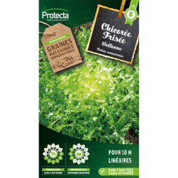 Chicorée frisée wallonne - 5g de graines de Protecta - Produits dans Graines de Chicoree
