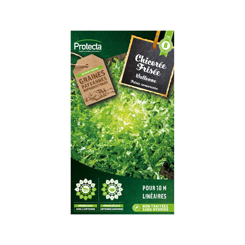 Chicorée frisée wallonne - 5g de graines de Protecta - Produits dans Graines de Chicoree