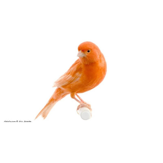 Canari Orange de Jardinerie Bordeaux Libourne Gironde dans Nos conseils