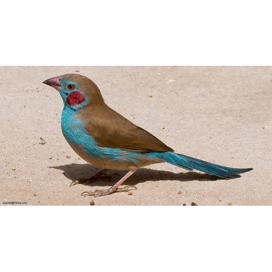 Cordon Bleu de Jardinerie Bordeaux Libourne Gironde dans Nos conseils