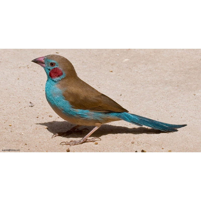 Cordon Bleu de Jardinerie Bordeaux Libourne Gironde dans Nos conseils