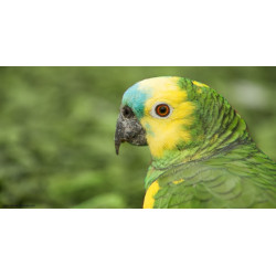 Amazone front bleu de Jardinerie Bordeaux Libourne Gironde dans Nos conseils