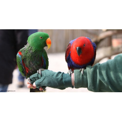 Eclectus de Jardinerie Bordeaux Libourne Gironde dans Nos conseils