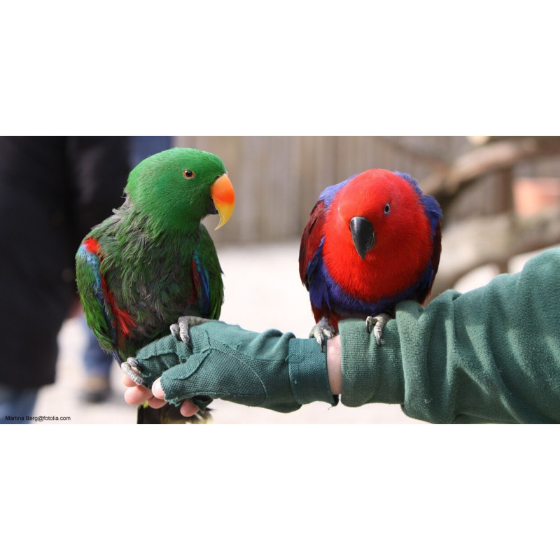 Eclectus de Jardinerie Bordeaux Libourne Gironde dans Nos conseils