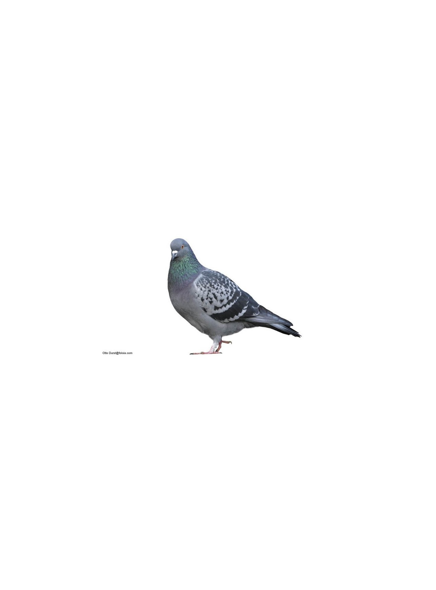 Pigeon Mondain de Jardinerie Bordeaux Libourne Gironde dans Nos conseils