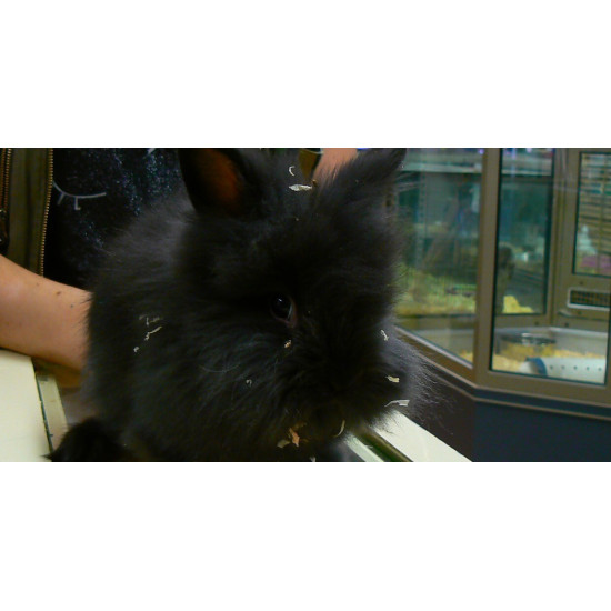 Lapin angora de Jardinerie Bordeaux Libourne Gironde dans Nos conseils