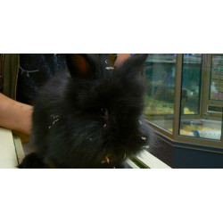 Lapin angora de Jardinerie Bordeaux Libourne Gironde dans Nos conseils