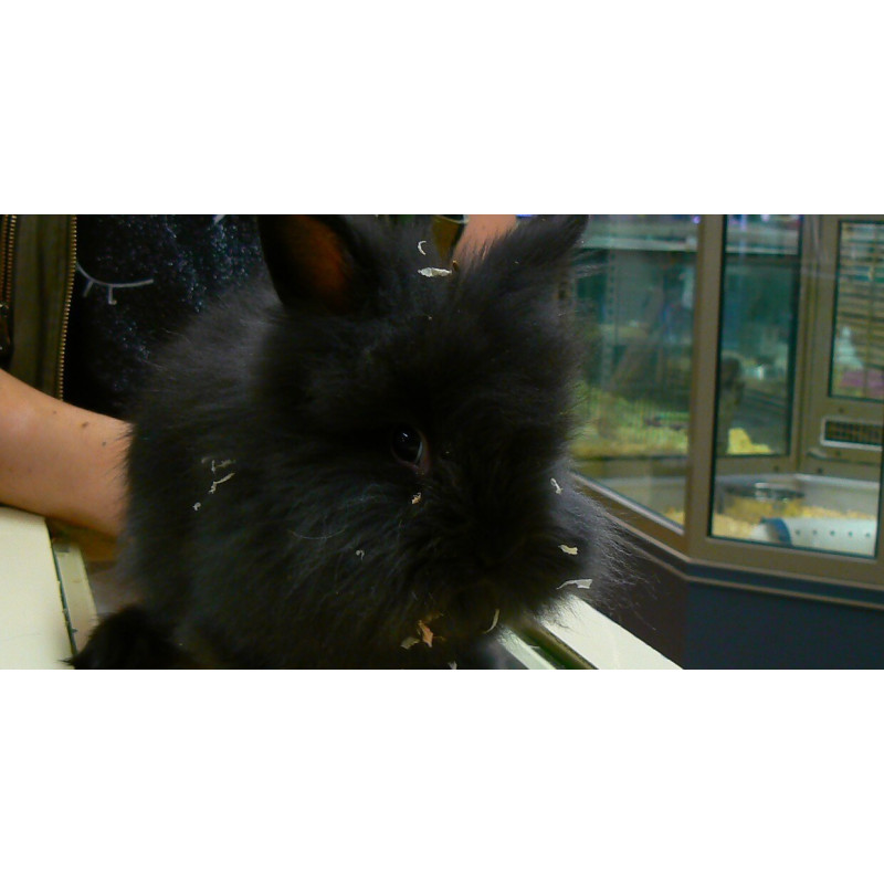 Lapin angora de Jardinerie Bordeaux Libourne Gironde dans Nos conseils